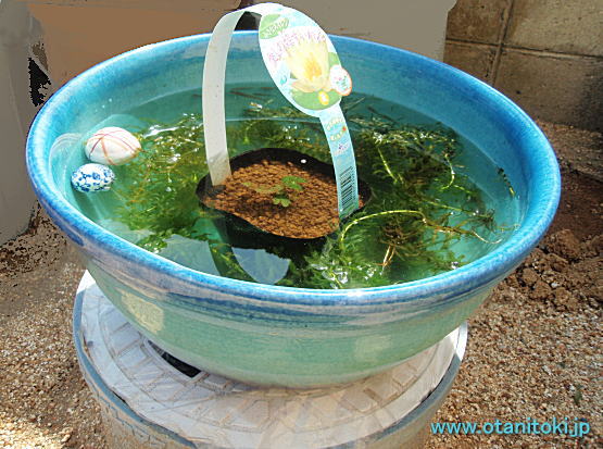 信楽焼青色透明睡蓮鉢の水生植物姫すいれんとめだかの風景画像